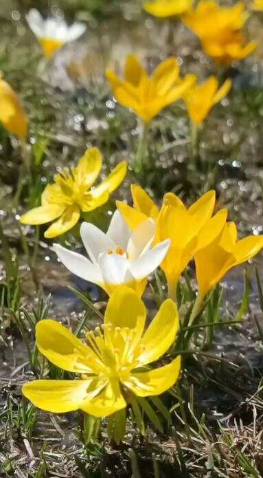 Konya’da doğa canlandı, kartpostallık bahar manzaraları çıktı 6